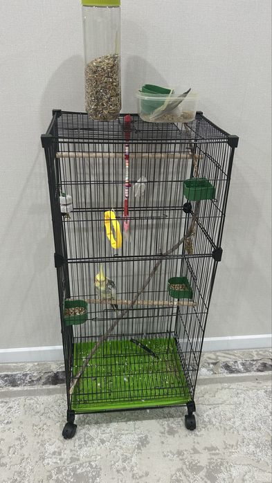 Попугай корелла вместе с клеткой