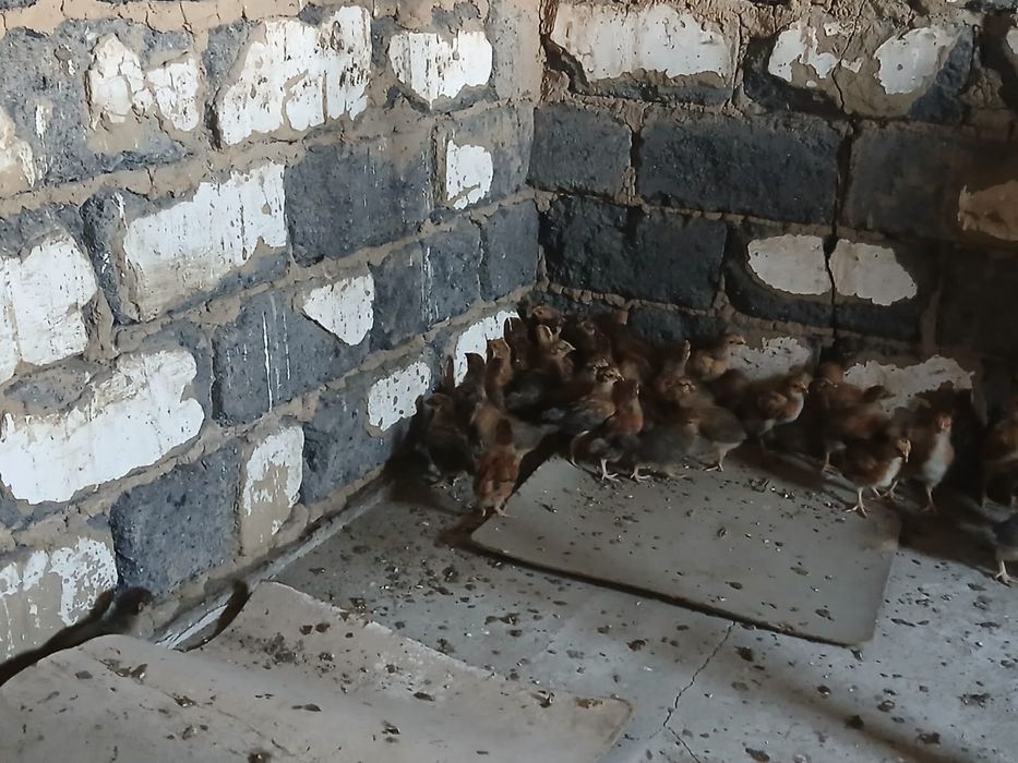 Продам цыплятта кучинский