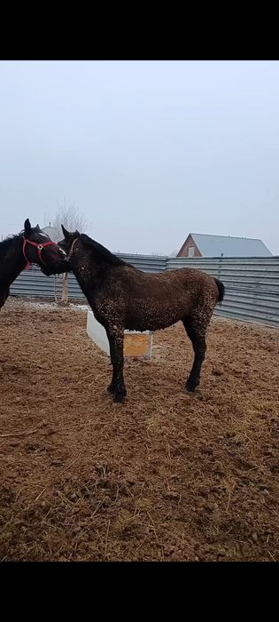 Тай Кунан лошадь