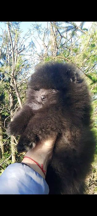 Померан померани