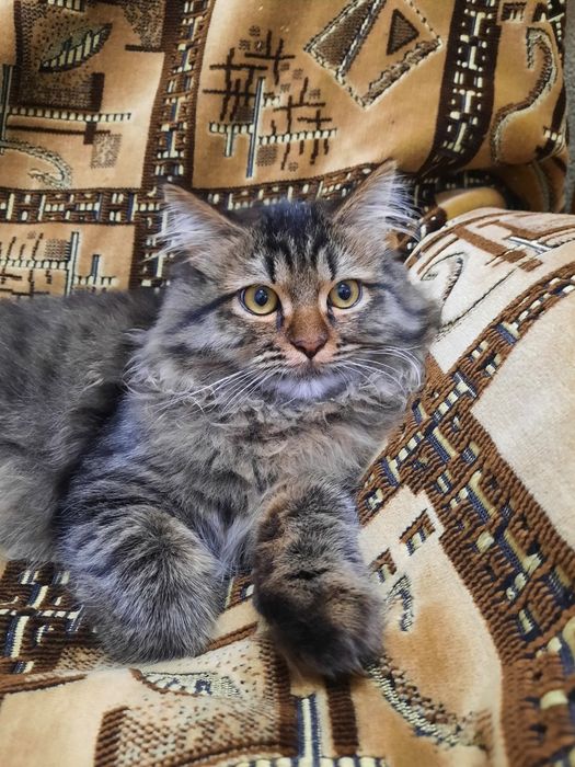 Жалаңаш кеуделі әйел еденді сүртіп жатқан видео