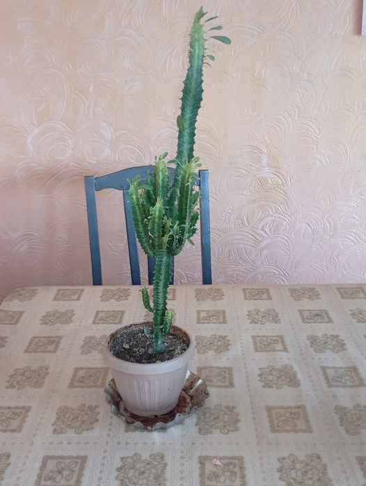 Домашние растения