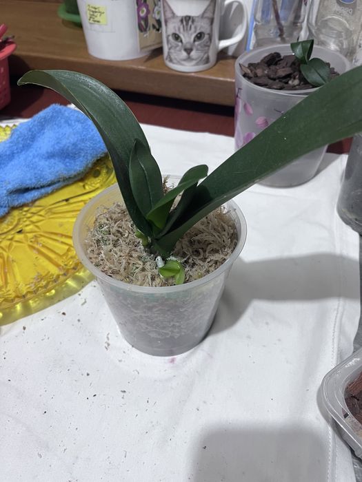 Орхидеи , реанимация и пересадка