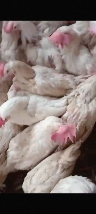 Куры несушки декалбы