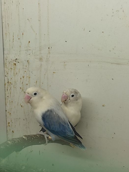 Rabochiy para privaznoy 2marta iwladi hozir iwlawga tayor