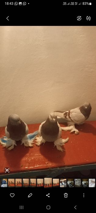 Продаются голуби