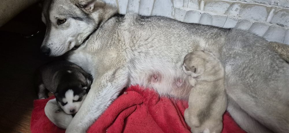 Щенки хаски помесь