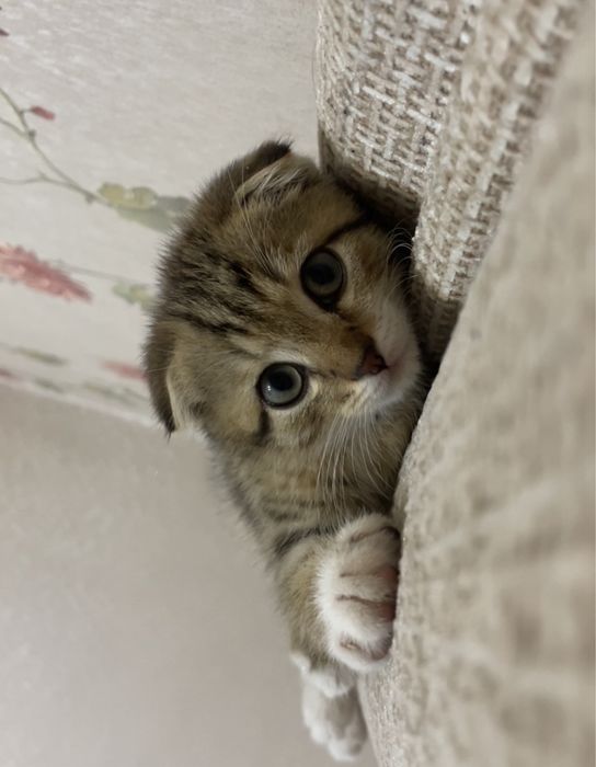 Кошка сатылады. Астана
