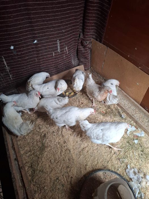 Продам куры коралл.