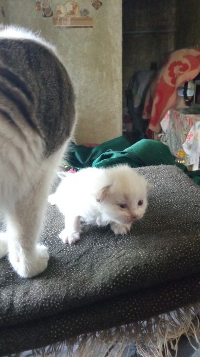 Котята полупородистые