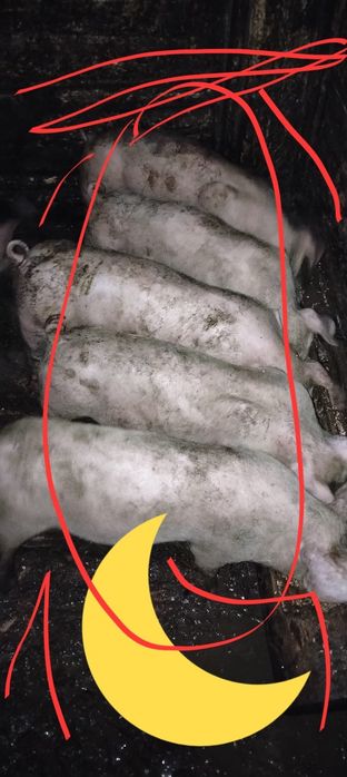 Vând sau schimb cu viței