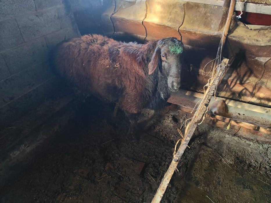 Қошқар сатылады семіз