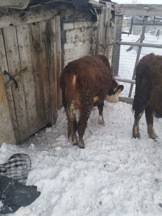 Продаются бычки 1 год