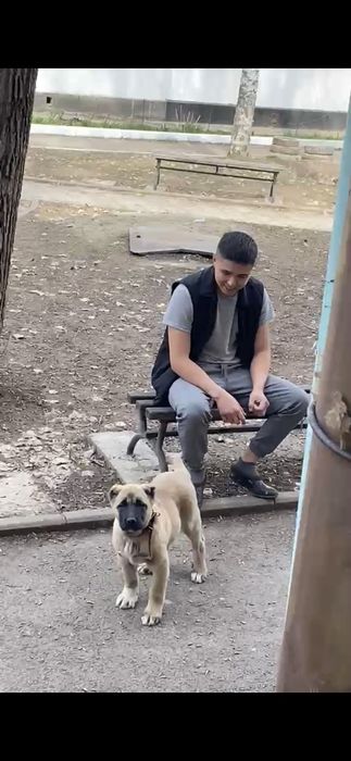 Чистокровный тяжеловес