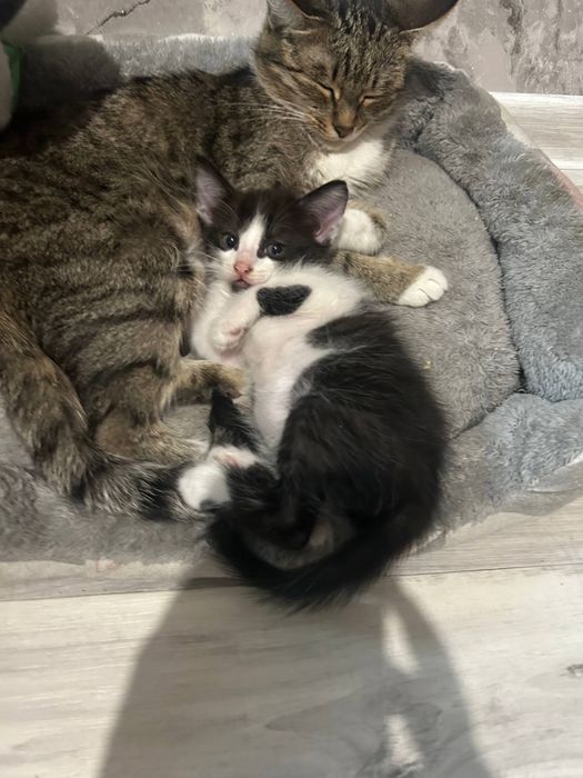 котенок ищет дом