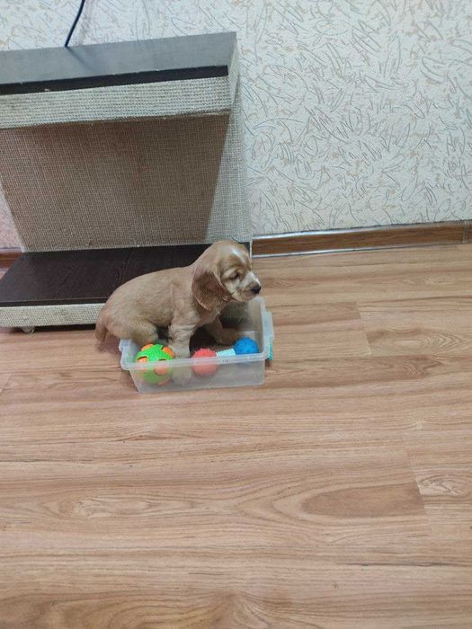 Продаются щенки английского кокера спаниеля