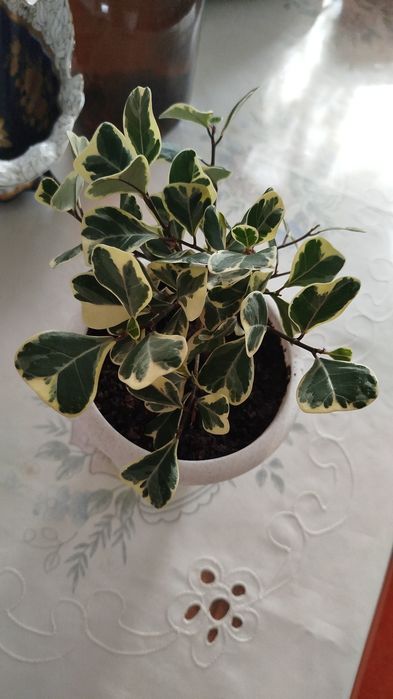 Молочаи,фикусы ,колеусы