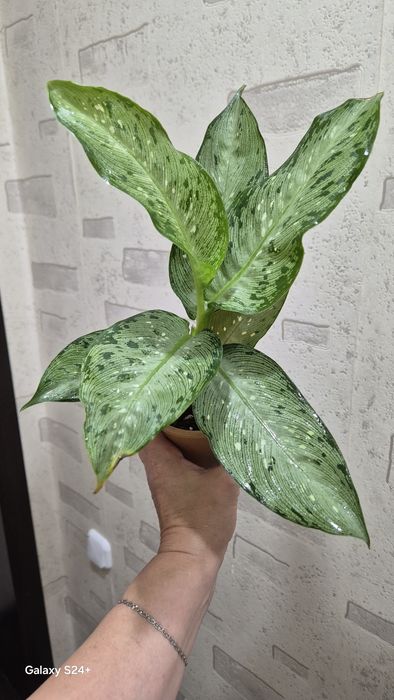 Диффенбахия Memoria Corsii