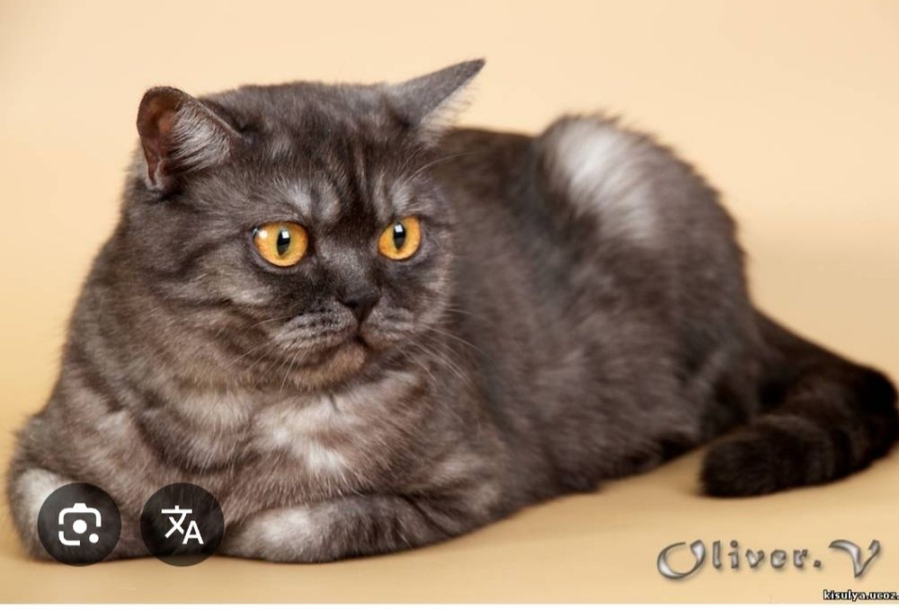 Британская девочка 8 месяцев!