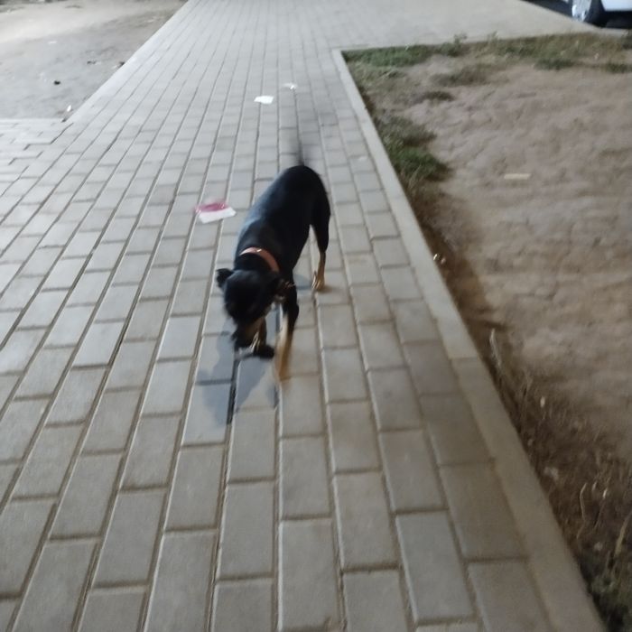 Найдена собака в красном ошейнике