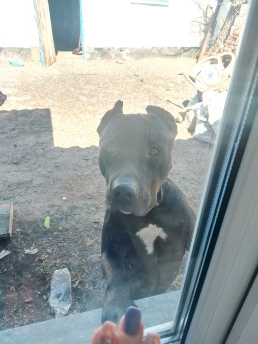 Питбуль мальчик молодой