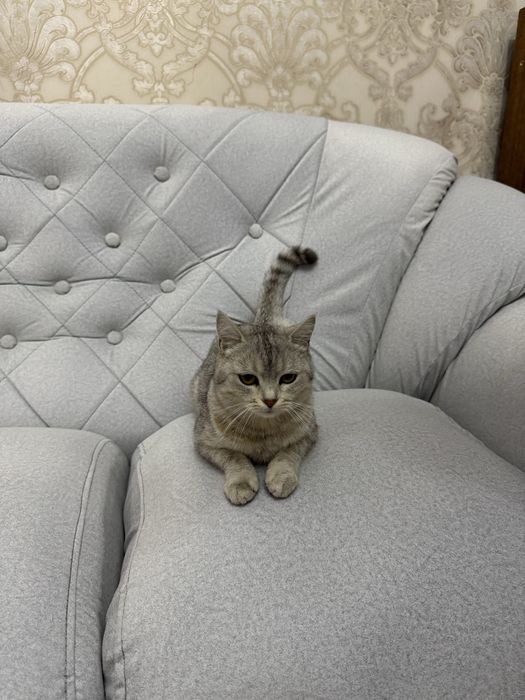 Шотландская кошка