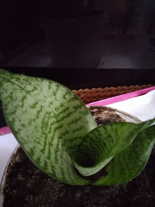 Аглонема, сансевьера