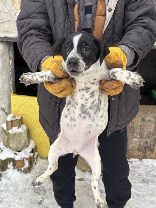 Cățeluși de dat spre adopție