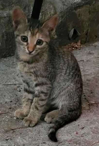Adoptie pui de pisica tigrate