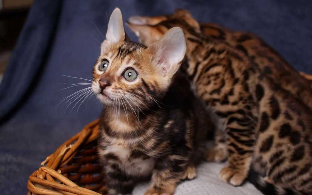 Бенгальские Детки