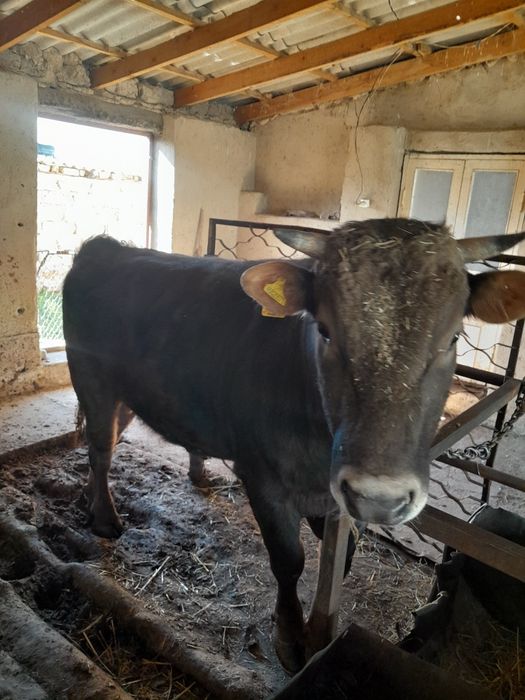 Шведской пародистый бык