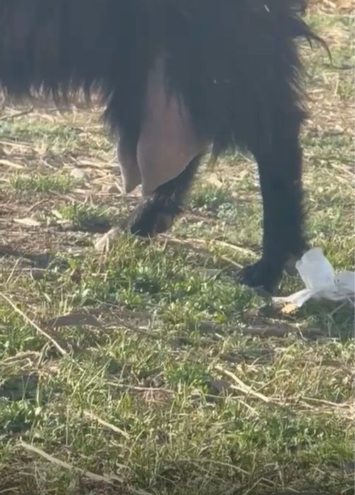 Продается дойная коза