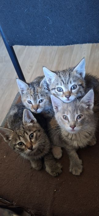 Отдам котят заботливым родителям