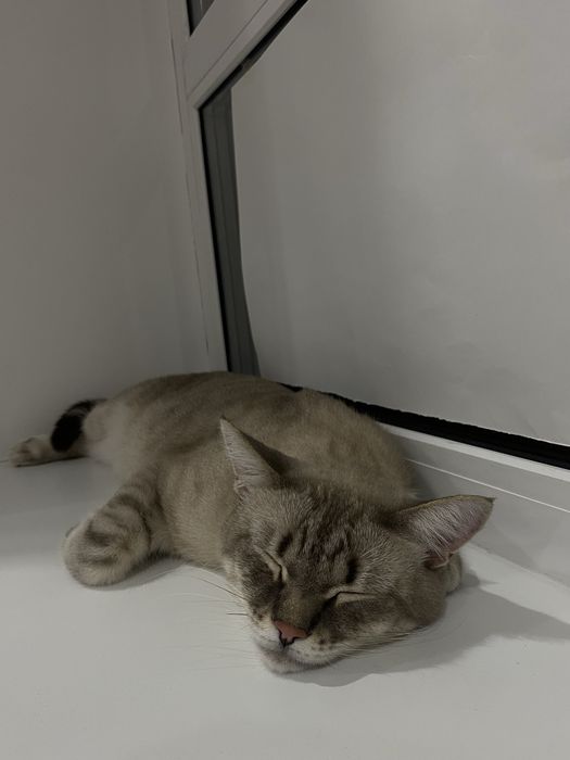 отдам кота в добрые руки