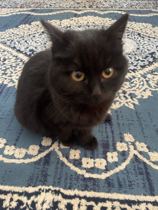 Подросший коотенок в добрые руки