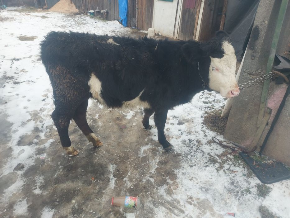 Vând vitea metis fără coarne