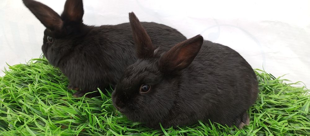 Quyon karlik panda samka sotiladi.