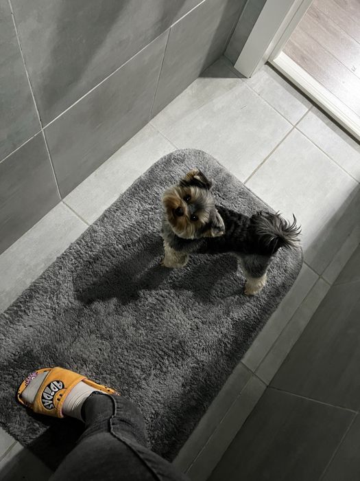 Йоркширский терьер вязка