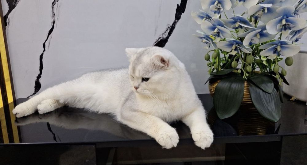 СОТИЛМИДИ» Принц в серебристом  шубке ждёт кошек на свиданю