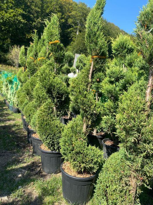 Plante ornamentale