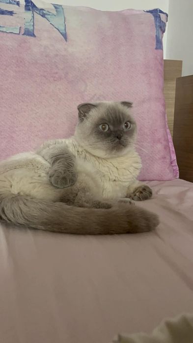 Шотландски клепоух