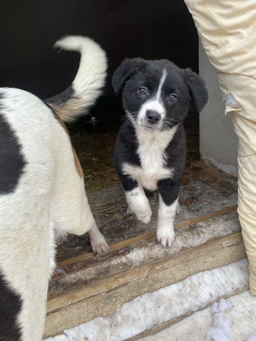 Отдам девочку в добрые руки!