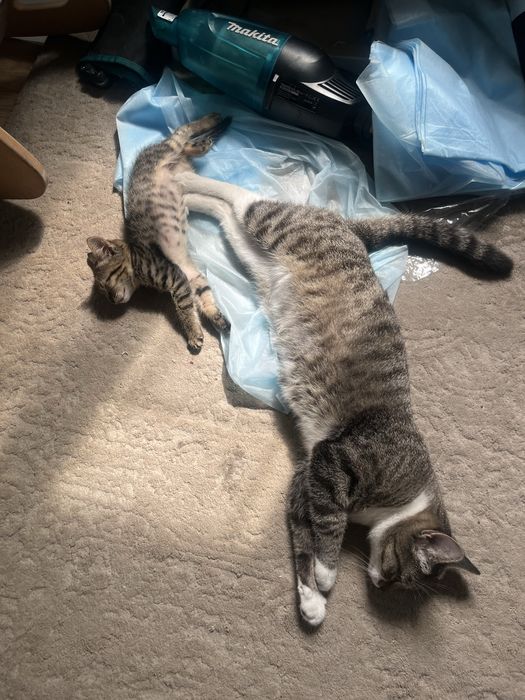 Отдам котёнка мальчика