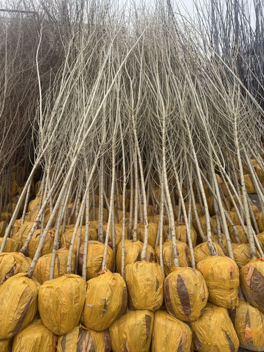 Вяз (карагач) оптом