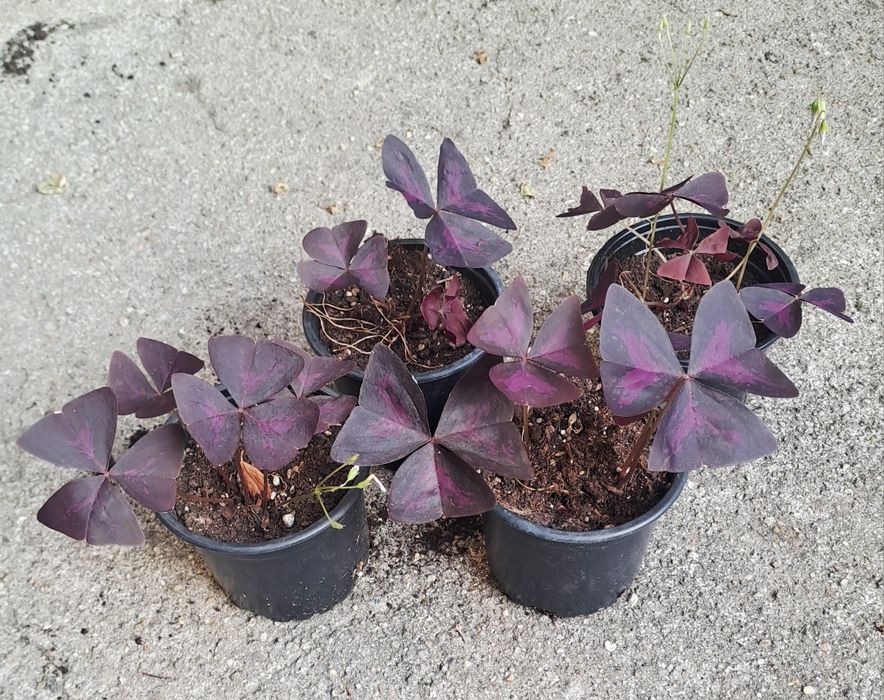 Червена детелина /(Oxalis triangularis)/ и дървото на живота в саксия