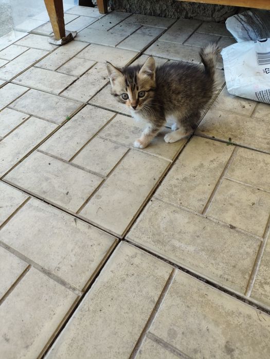 Котята от крысоловки.