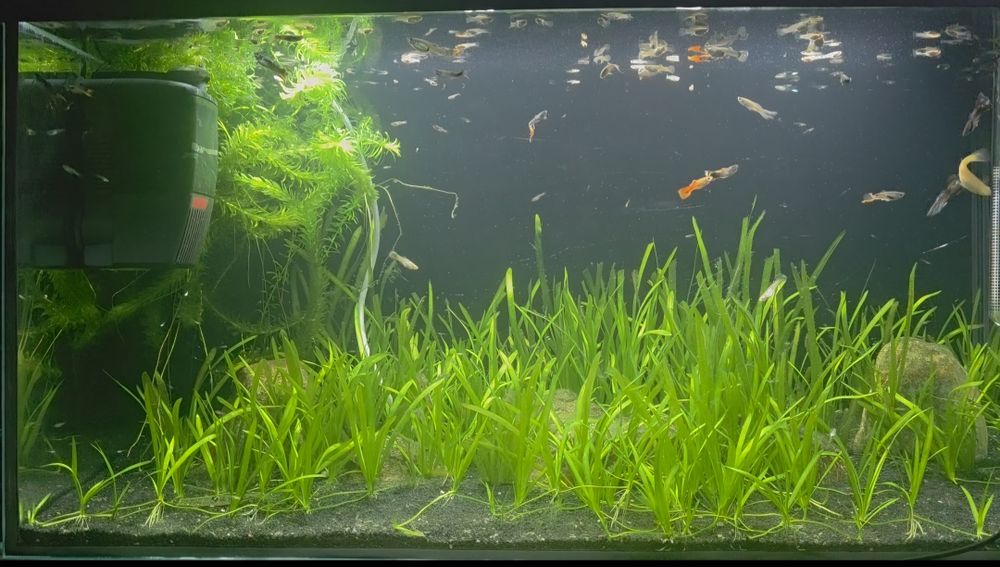 Acvariu pesti 126 litrii