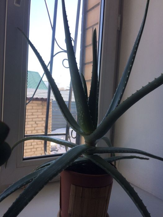 Алоэ лечебное более 3 лет