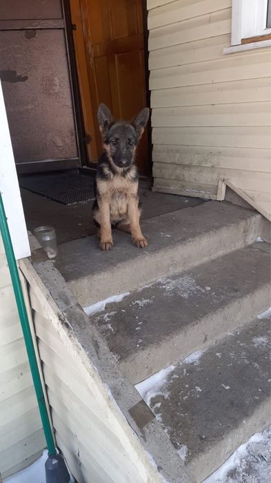 Щенки немецкой овчарки