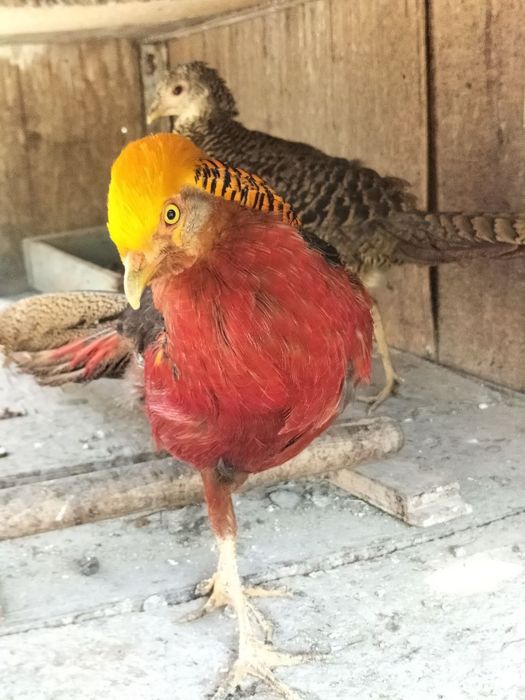 Продаются золотые фазаны